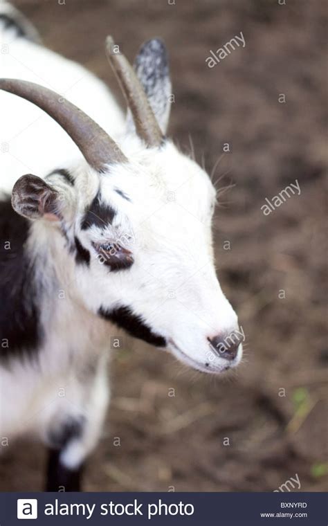 A Pygmy Goat Stock Photo Alamy