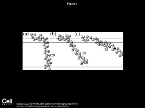 Modeling Amyloid β Peptide Insertion Into Lipid Bilayers Ppt Download