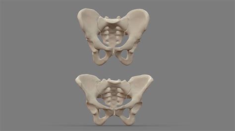 3d Female Pelvis Edu Svet Gob Gt