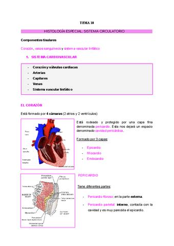 TEMA 10 SISTEMA CIRCULATORIO Pdf