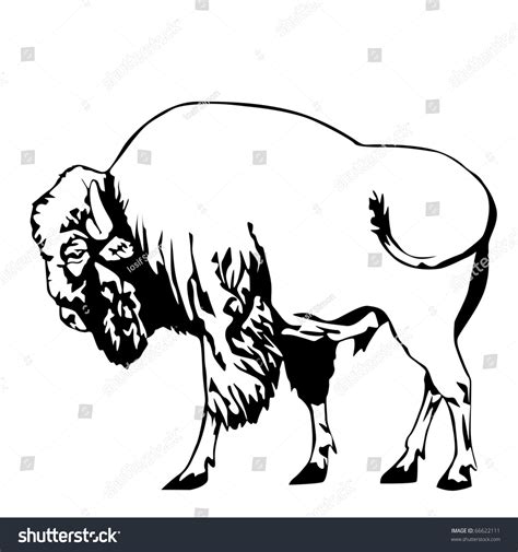 Black White Bison Vector Illustration Stock Vector (Royalty Free ...