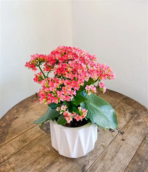 Kalanchoe Care 101 How To Care For This Lovely Indoor Plant