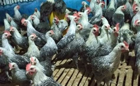 √ Daftar Harga Jual Terbaru Doc Atau Bibit Ayam Arab Petelur Di 2020