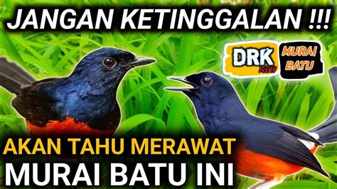 Sepele Tapi Belum Banyak Yang Tahu Cara Merawat Murai Batu Ini Youtube