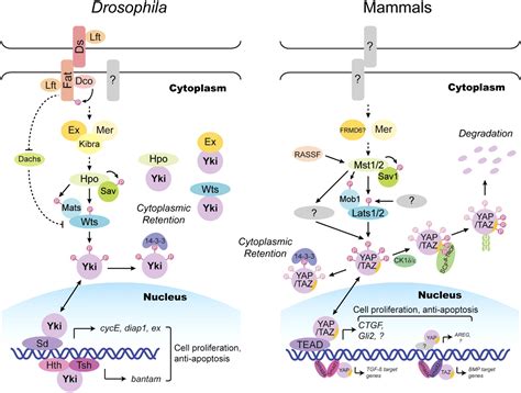 The Hippoyap Pathway In Organ Size Control And Tumorigenesis An