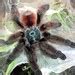 The Best Tarantula Species For Beginners Tom S Big Spiders