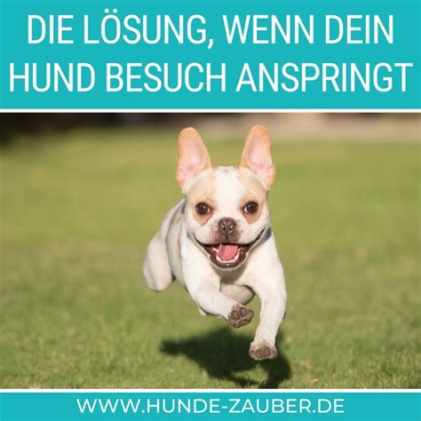 Wenn Hunde An Besuchern Hochspringen Dann Liegt Das Meist An