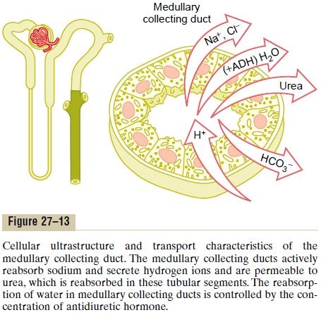 Reabsorption And Secretion Along Different Parts Of The Nephron