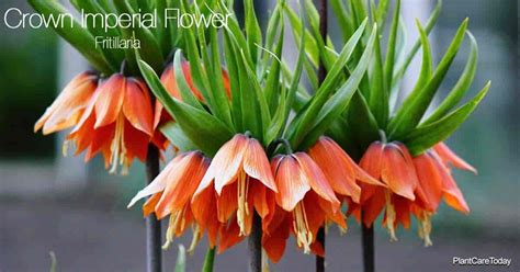 Growing The Crown Imperial Flower Fritillaria In Your Garden