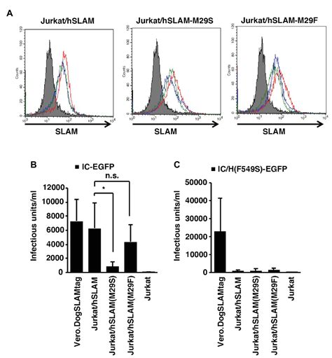 Frontiers Measles Virus Hemagglutinin Protein Establishes A Specific