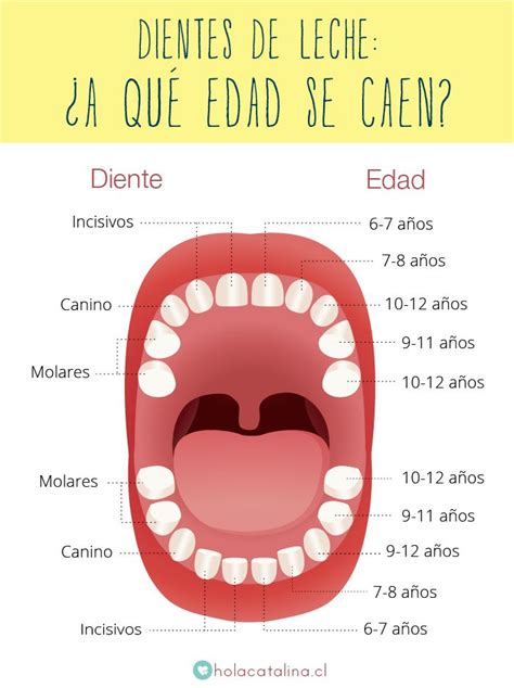 Dientes de leche a qué edad aparecen y a qué edad se caen