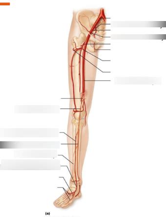 Arteries Of The Pelvis And Lower Limb Exam 2 Diagram Quizlet