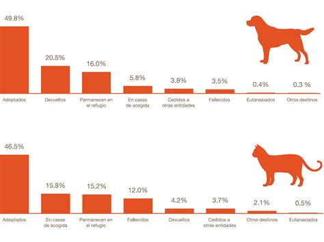 Estadísticas De Maltrato Animal