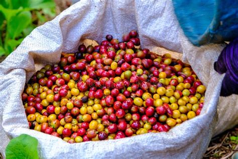 Red Cherry Coffee Beans Organic Stock Image Image Of Beautiful