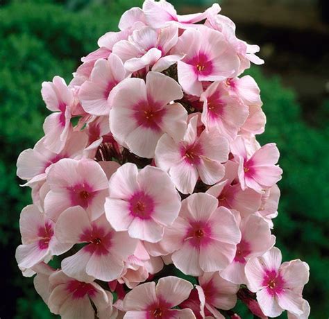 Phlox - Bright Eyes - Dahlia Barn