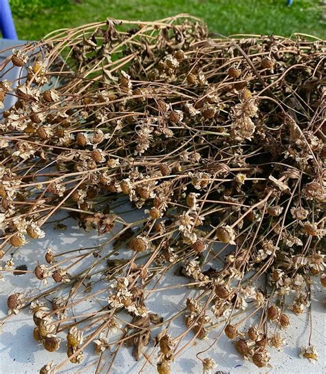 Лето. Сухоцвет | Природа, Лето