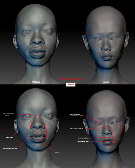 Facial Anatomy Studies Races African Race And Asian Race Portrait