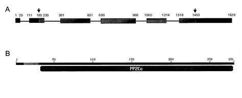 Plants With Reduced Expression Of Phosphatase Type C Gene For Enhanced