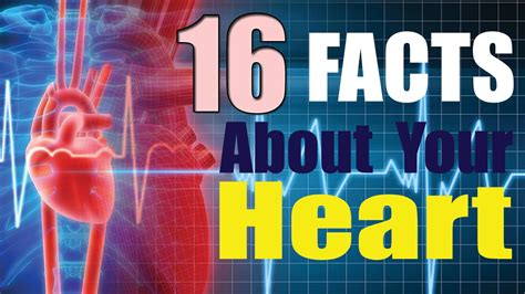 16 Amazing Facts About Heart Youtube