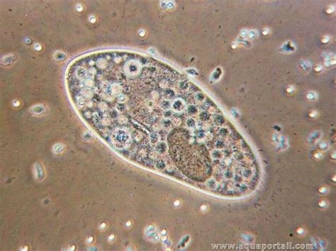 Paramecium Caudatum