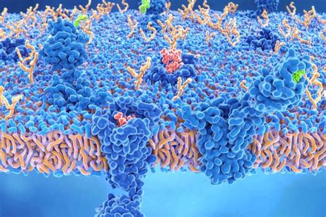 Functions of Protein in the Human Body - Health & Detox & Vitamins 