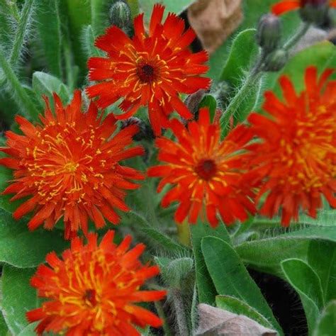 Plant World Seeds Hieracium Aurantiacum Seeds Perennial Flower Seeds