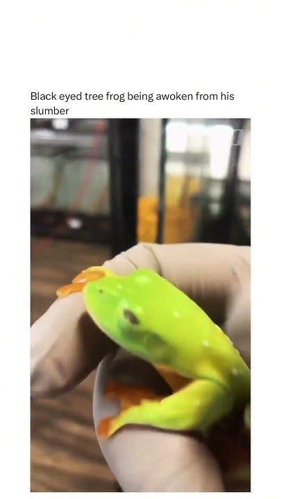 Black Eyed Tree Frog Being Awoken From His Slumber Katzen Spiralen
