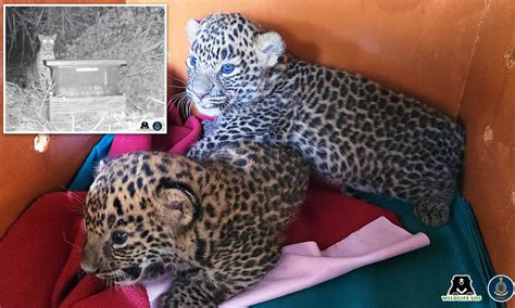 Leopard Cubs Playing