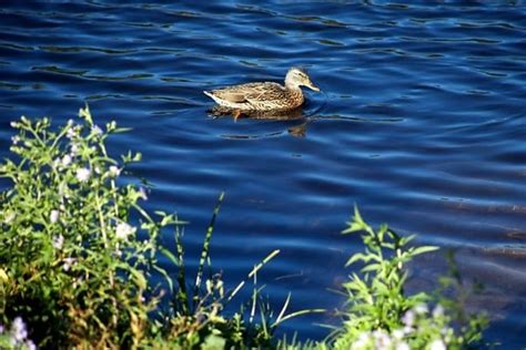 Image libre oiseau canard sauvage nature tête bec animal intérieur