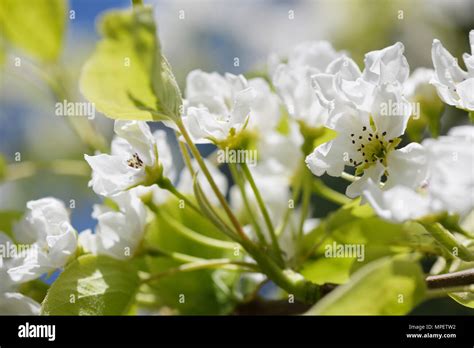 Closeup Of Asian Pear Blossoms Nashi Pear Pyrus Pyrifolia Beautiful