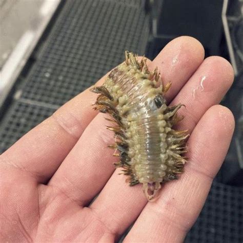 詭異！來看看你從沒見過的深海生物 每日頭條