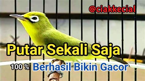 Kecial Kuning Gacor Putar Sekali Lawan Langsung Birahi Ciak Kecial