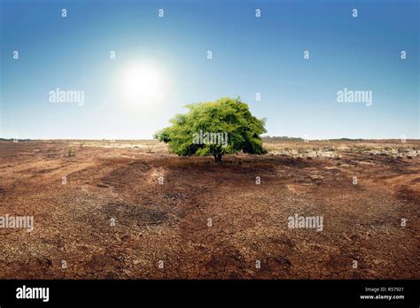 Tree On Dry Land Effect Of Changing Environment Stock Photo Alamy