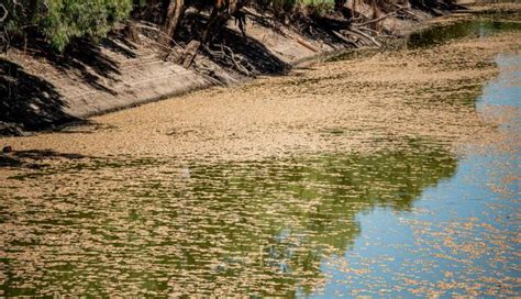 Sequía y temperaturas récord provocan la muerte de toneladas peces en