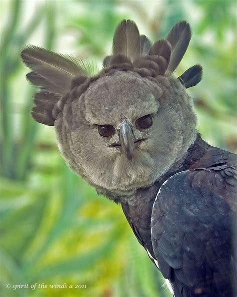 A Stern Look From The Harpy Eagle Harpy Eagle Bird And Animal