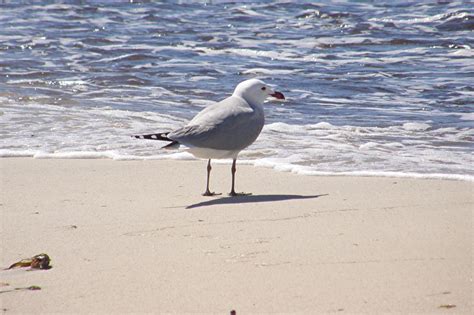 Free Images Beach Coast Sand Seabird Seagull Birds Animals