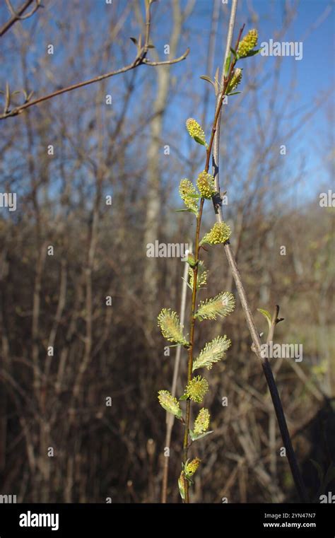 Pussy Willow Salix Discolor Stock Photo Alamy