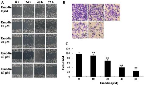 Effect Of Emodin On Mda Mb Cell Migration A Images Of Wound