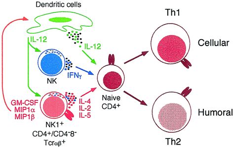 Natural T Cells Role Within The Immune System Model Free Image Download