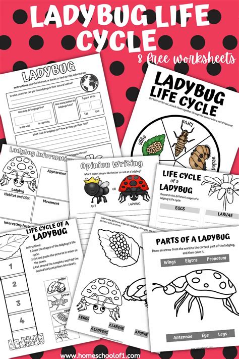 Free Ladybug Life Cycle Worksheet for Kids - Homeschool of 1