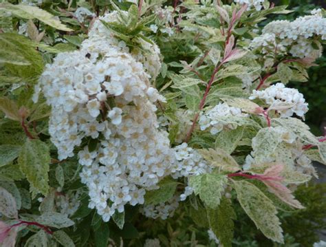 Spirea "Pink Ice" : Grows on You