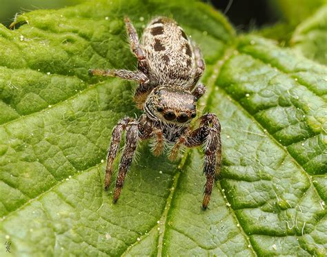 Common White cheeked Jumping Spider from Cité Universitaire Québec QC