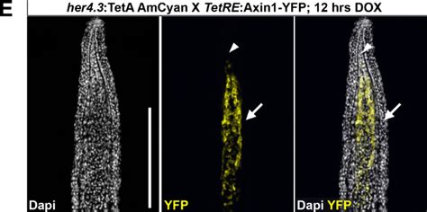 Use Of The Teton System To Study Molecular Mechanisms Of Zebrafish