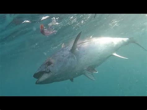 Chasing Giant Bluefin Tuna Part These Were Giants Youtube