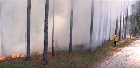 Prescribed Fire Ignition Techniques Headingstrip Head Fire Alabama