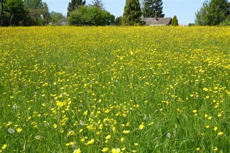 Field Of Buttercups Philip Halling Cc By Sa Geograph Britain