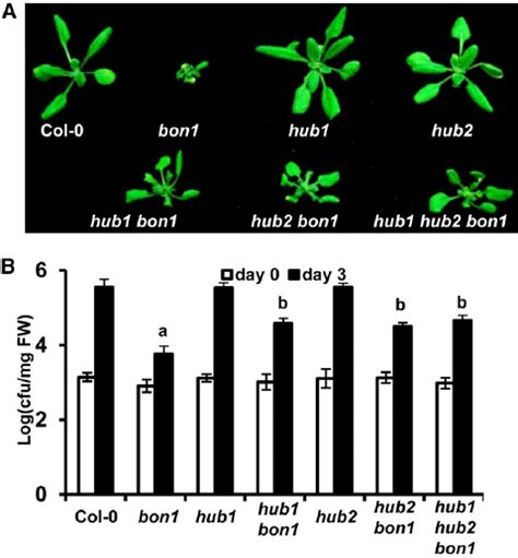 Hub1 And Hub2 Affect Bon1 Induced Defense Responses Similarly A