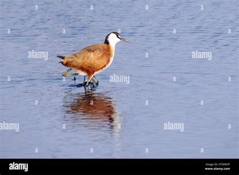 African jacana Blaustirn Blatthühnchen Jacana d Afrique