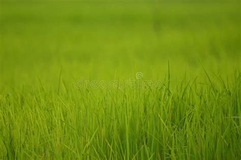 Green Grass Macro Photography Stock Image - Image of plain, grass ...