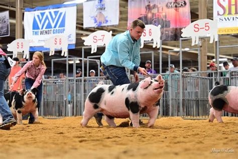 3rd Overall Spot Gilt 2023 Ohio State Fair Jr Show Crossroads Genetics